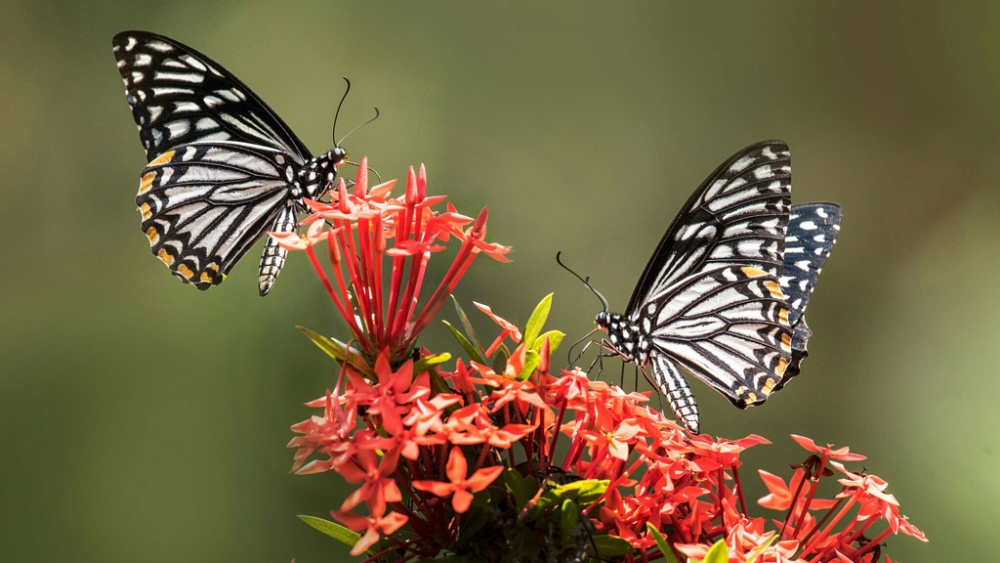 Обои насекомые (2), фото 7 Обои насекомые (2), фото 7