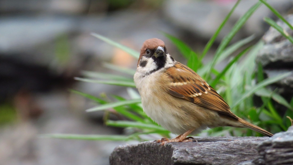 Обои птицы (2), фото 8 Обои птицы (2), фото 8