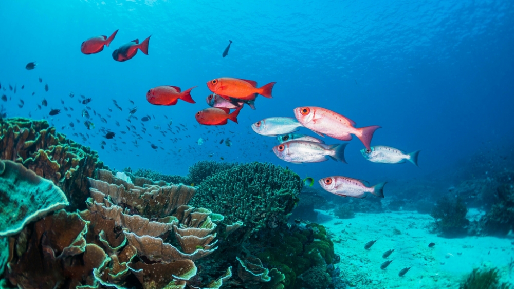 Обои мир моря (1), фото 7 Обои мир моря (1), фото 7