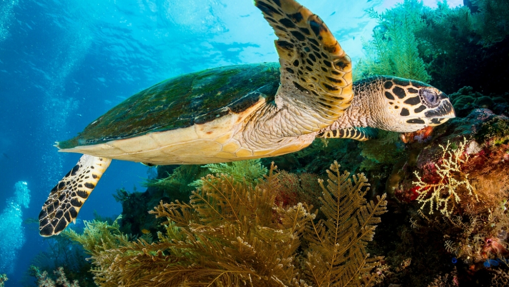 Обои мир моря (2), фото 7 Обои мир моря (2), фото 7