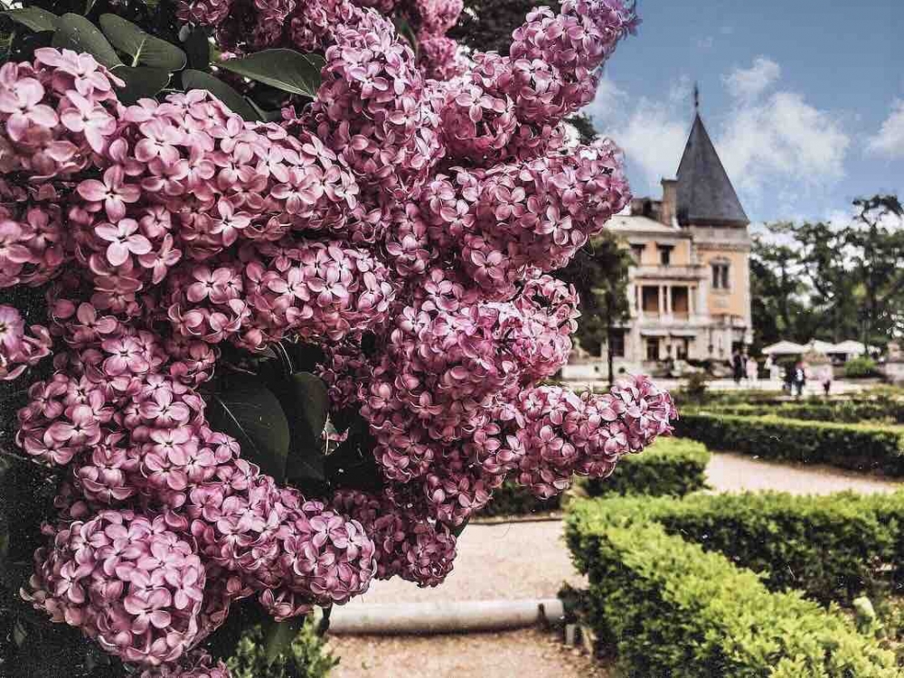 Обои с сиренью , фото 8