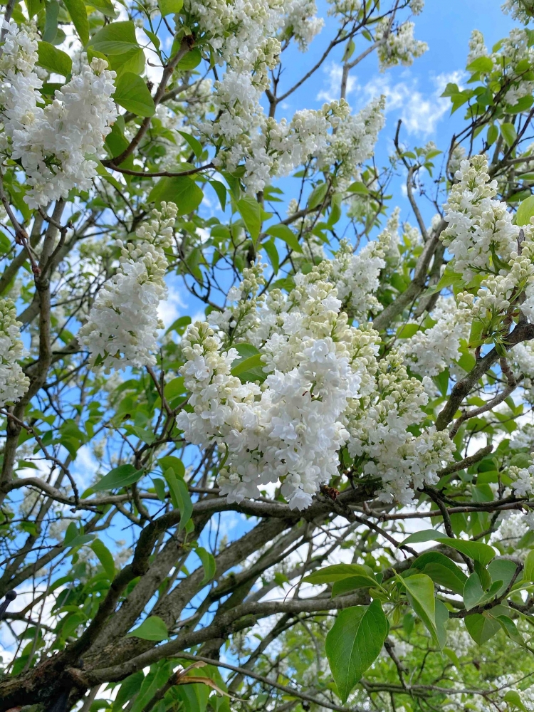 Обои с сиренью , фото 9