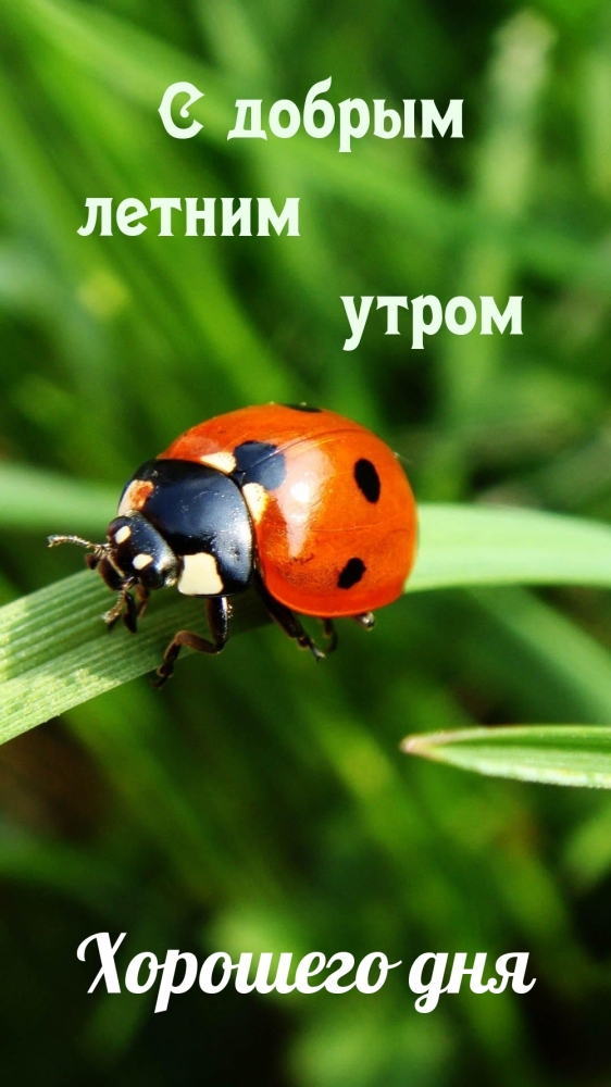 Открытки по теме Доброе летнее утро, фото 10 Открытки по теме Доброе летнее утро, фото 10