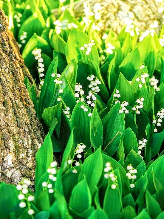 Обои с ландышами , фото 24 Обои с ландышами , фото 24