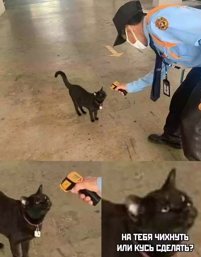 Коронавирус бро, фото 5 Коронавирус бро, фото 5