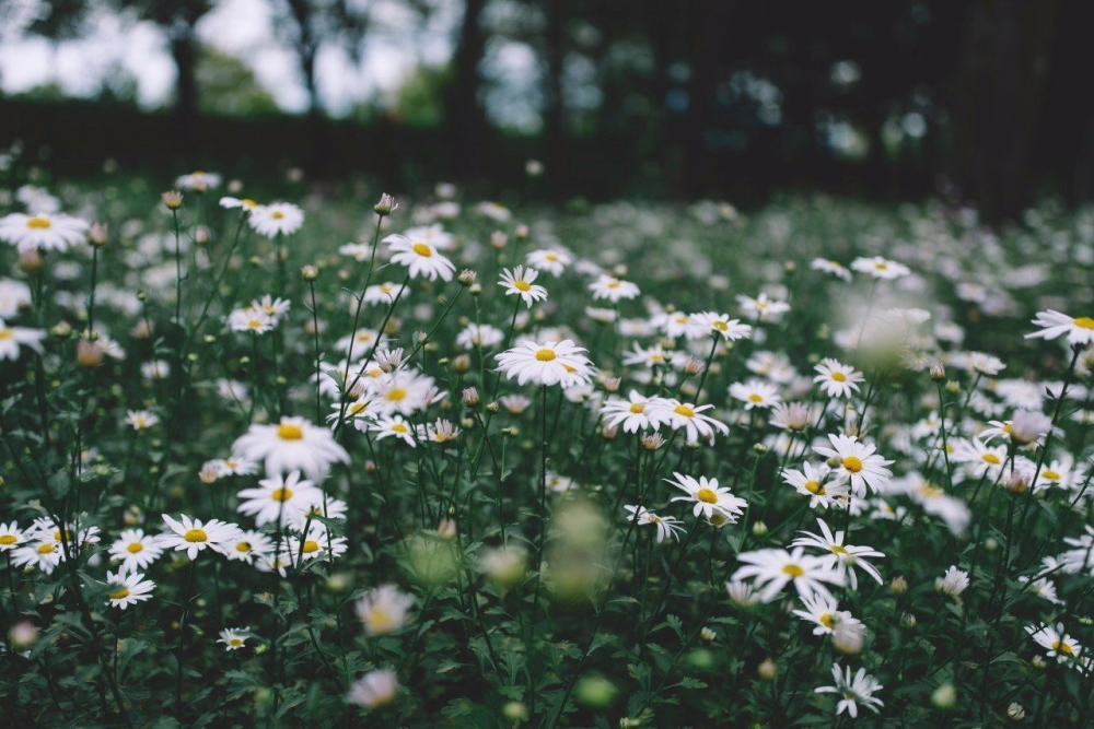 Обои с ромашками , фото 38