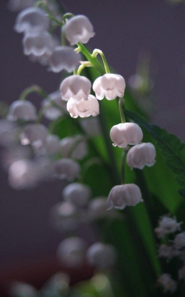 Обои с ландышами , фото 9 Обои с ландышами , фото 9