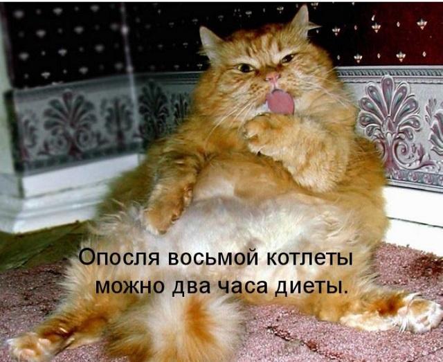 Смешные картинки с котиками. Часть 2, фото 4 Смешные картинки с котиками. Часть 2, фото 4