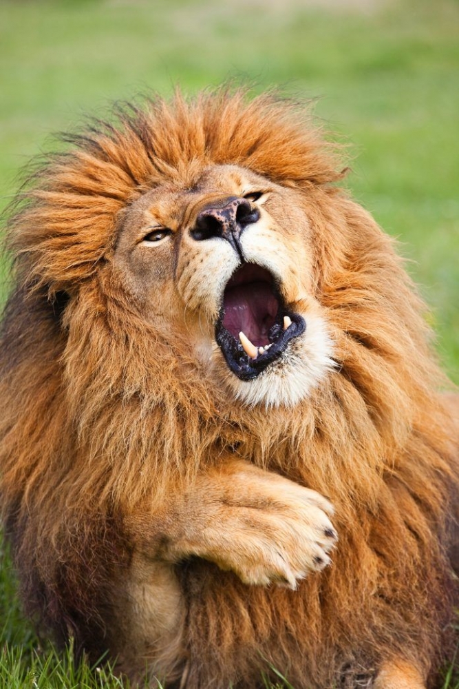 Подборка ржачных картинок для настроения, фото 24 Подборка ржачных картинок для настроения, фото 24