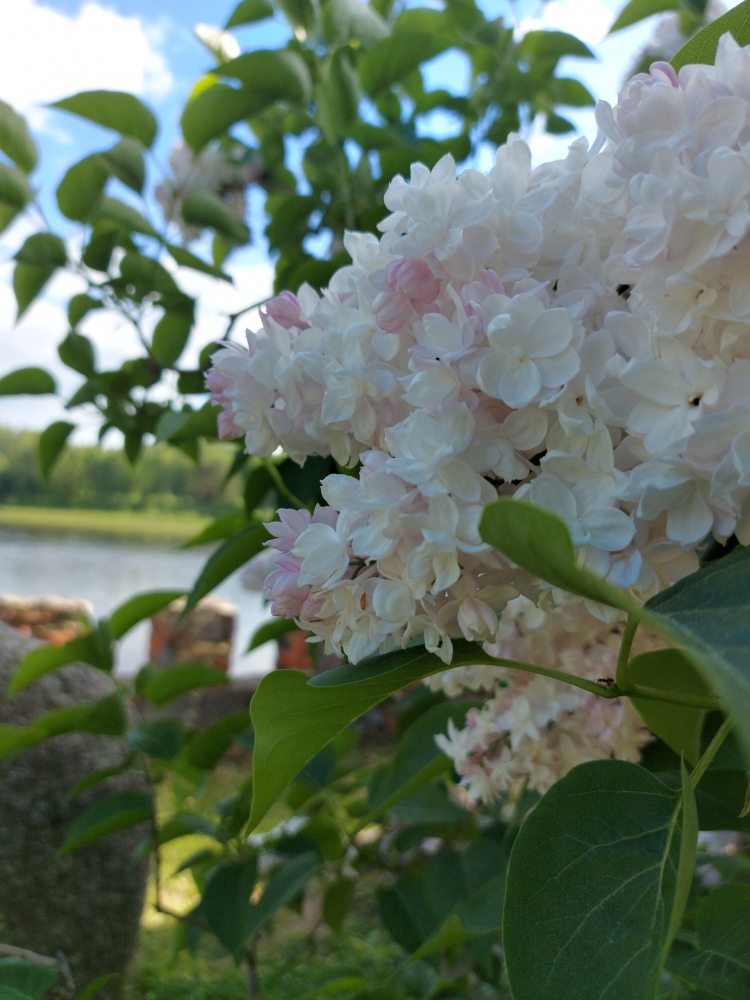 Обои с сиренью , фото 34