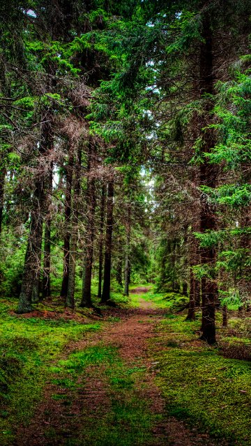 Обои и заставки на тему Лес, фото 18 Обои и заставки на тему Лес, фото 18