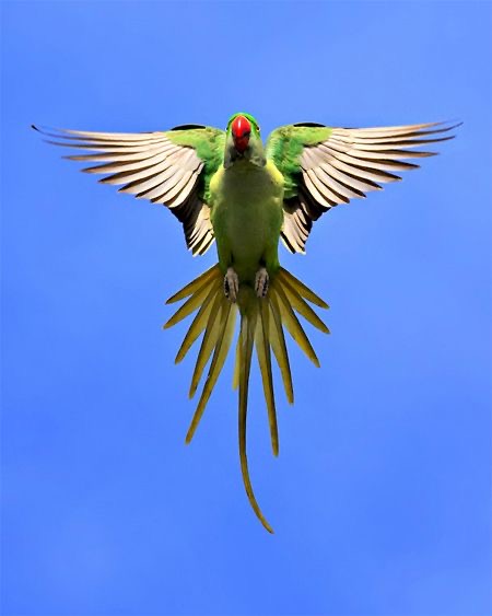 Обои с животными. Мир птиц: попугаи 🦜 , фото 14 Обои с животными. Мир птиц: попугаи 🦜 , фото 14