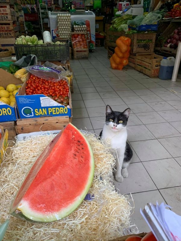 Партия смешных и милых фоток с животными, фото 9