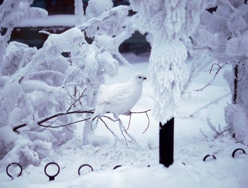 Партия смешных и милых фоток с животными, фото 10