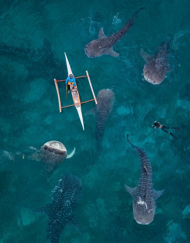 Партия смешных и милых фоток с животными, фото 11