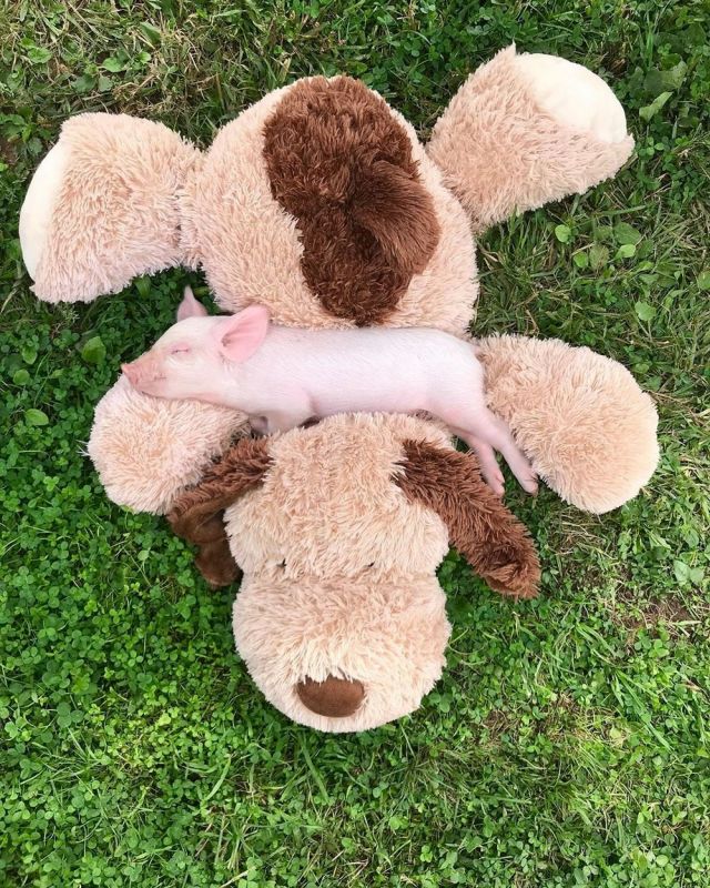 Партия смешных и милых фоток с животными, фото 12