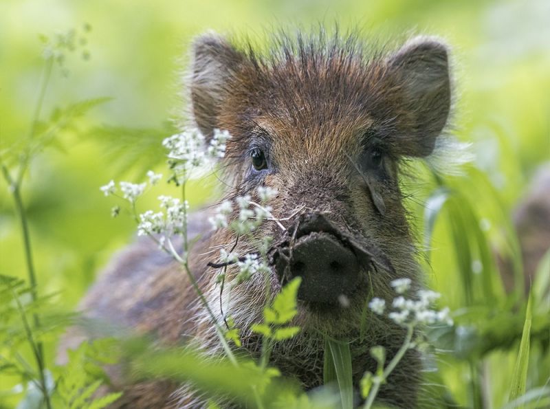 Партия смешных и милых фоток с животными, фото 13