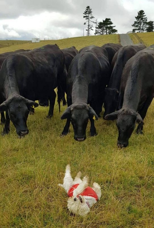 Партия смешных и милых фоток с животными, фото 15