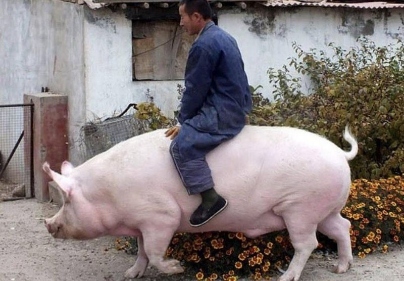 Партия смешных и милых фоток с животными, фото 16