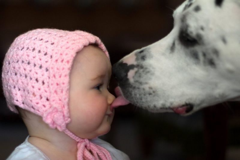 Партия смешных и милых фоток с животными, фото 1