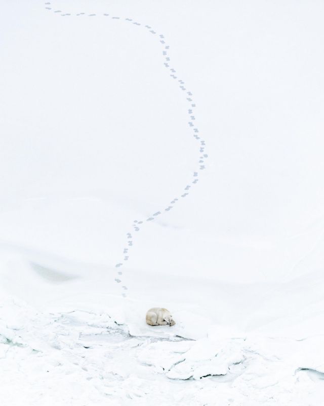 Партия смешных и милых фоток с животными, фото 4