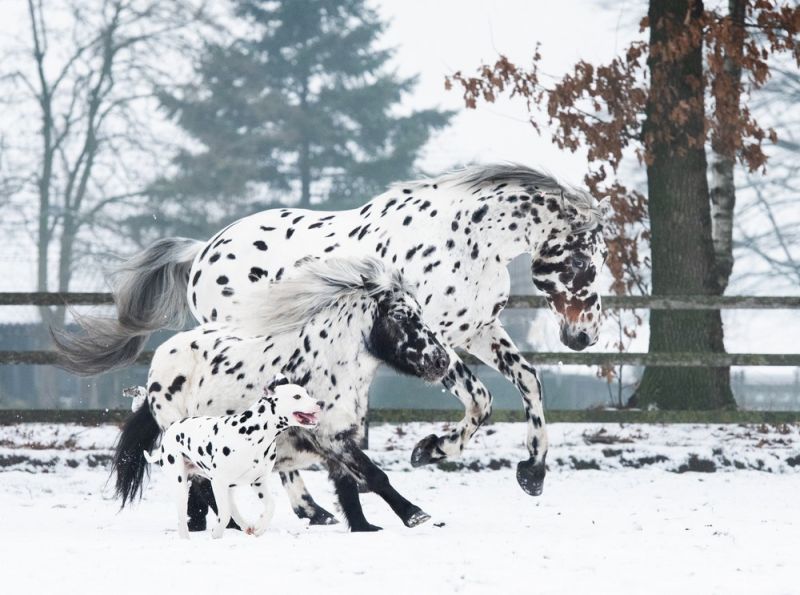 Партия смешных и милых фоток с животными, фото 6