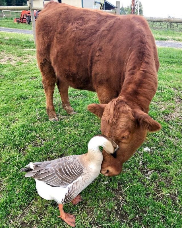 Партия смешных и милых фоток с животными, фото 7