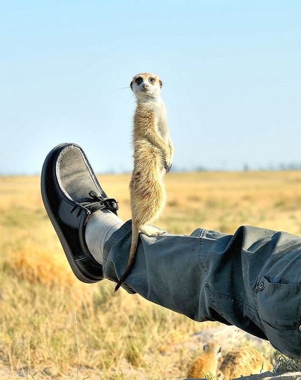 Подборка ржачных картинок для настроения, фото 3 Подборка ржачных картинок для настроения, фото 3