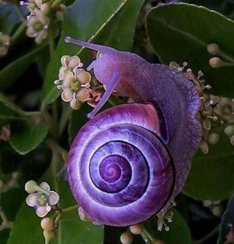 Удивительная красота улиток, фото 2 Удивительная красота улиток, фото 2