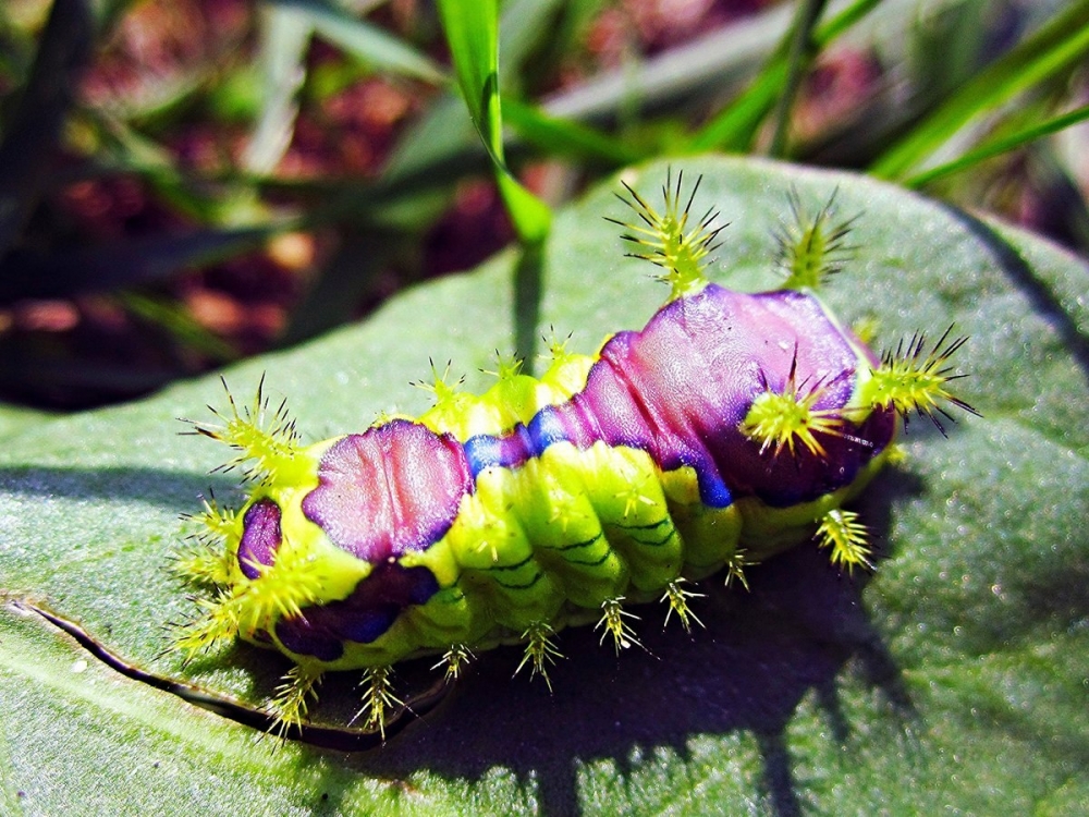 Гусеницы-модницы, фото 8 Гусеницы-модницы, фото 8