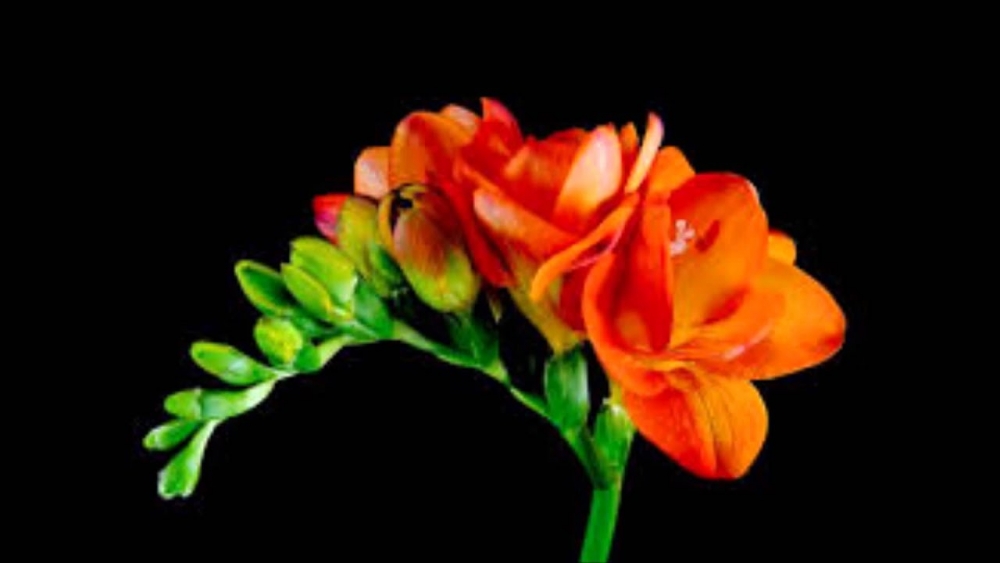 Волшебство нежной фрезии, фото 8