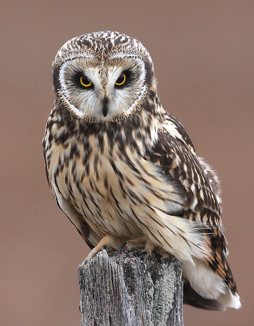 Совы... они такие... совы..., фото 8 Совы... они такие... совы..., фото 8