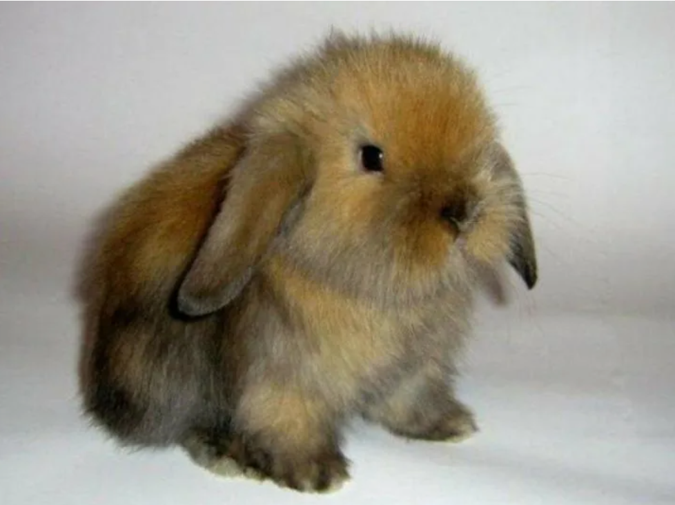 Декоративные кролики, фото 7 Декоративные кролики, фото 7