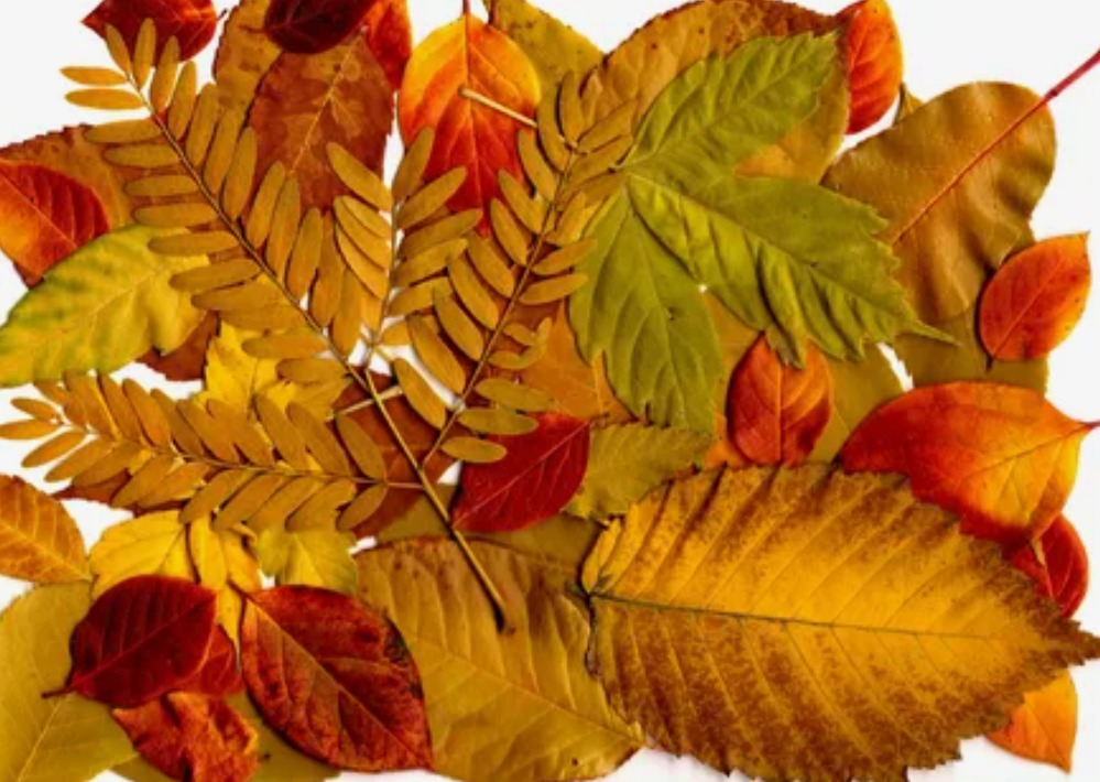 Листья золотой осени, фото 8 Листья золотой осени, фото 8