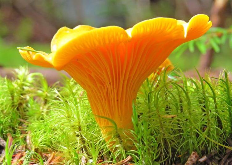 Тихая охота, фото 8 Тихая охота, фото 8