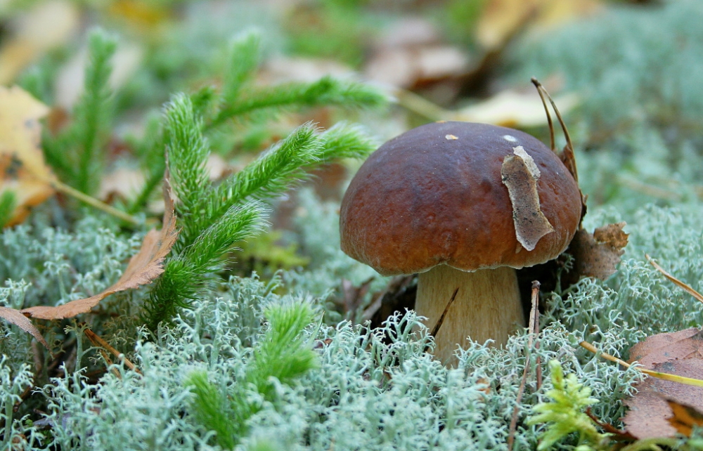 Обои с грибами, фото 9 Обои с грибами, фото 9