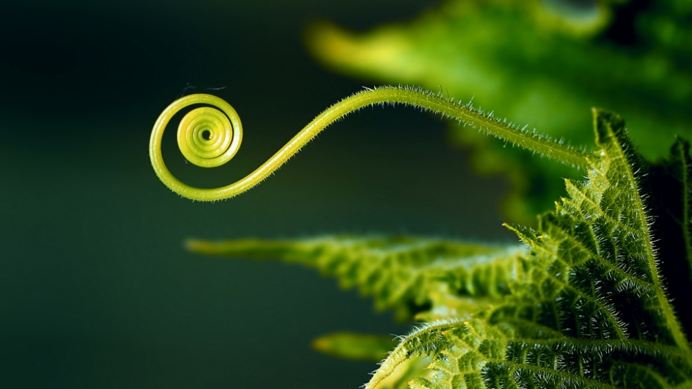 Обои макро (1), фото 9 Обои макро (1), фото 9