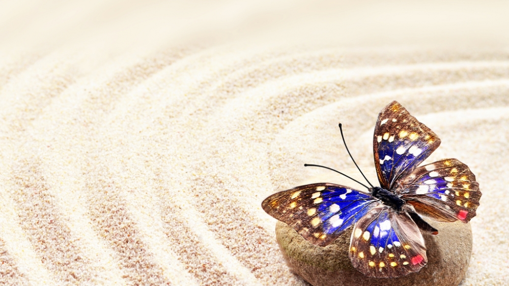 Обои насекомые (1), фото 9 Обои насекомые (1), фото 9