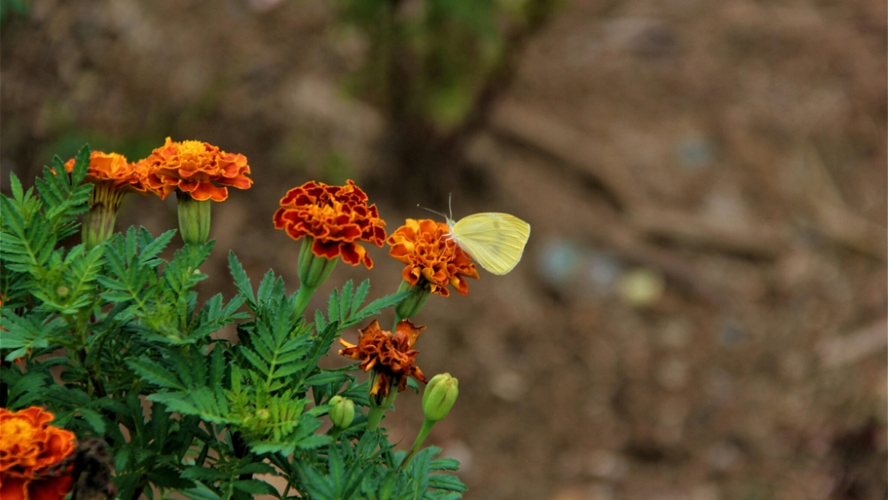 Обои насекомые (2), фото 8 Обои насекомые (2), фото 8