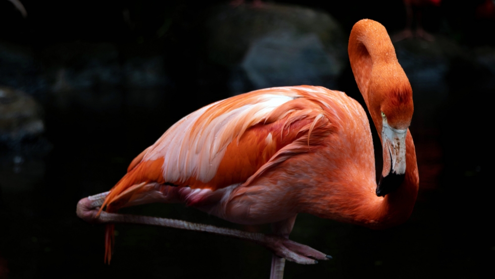 Обои птицы (1), фото 8 Обои птицы (1), фото 8