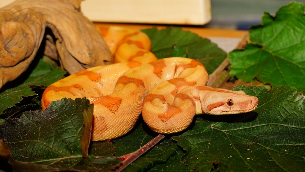 Обои рептилии (1), фото 8 Обои рептилии (1), фото 8