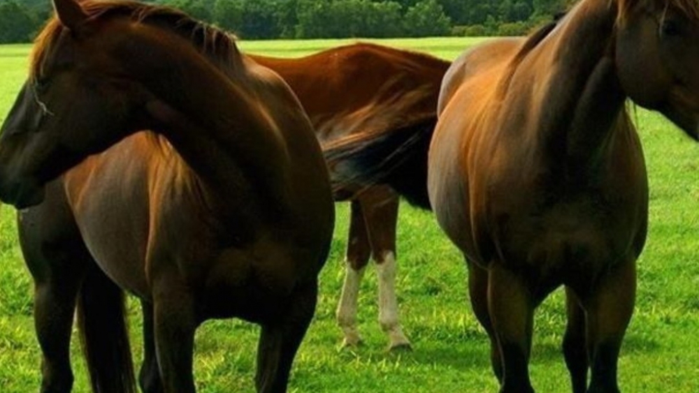 Обои лошади, фото 8 Обои лошади, фото 8