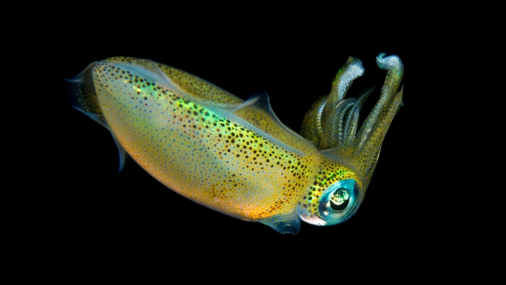 Обои мир моря (1), фото 8 Обои мир моря (1), фото 8