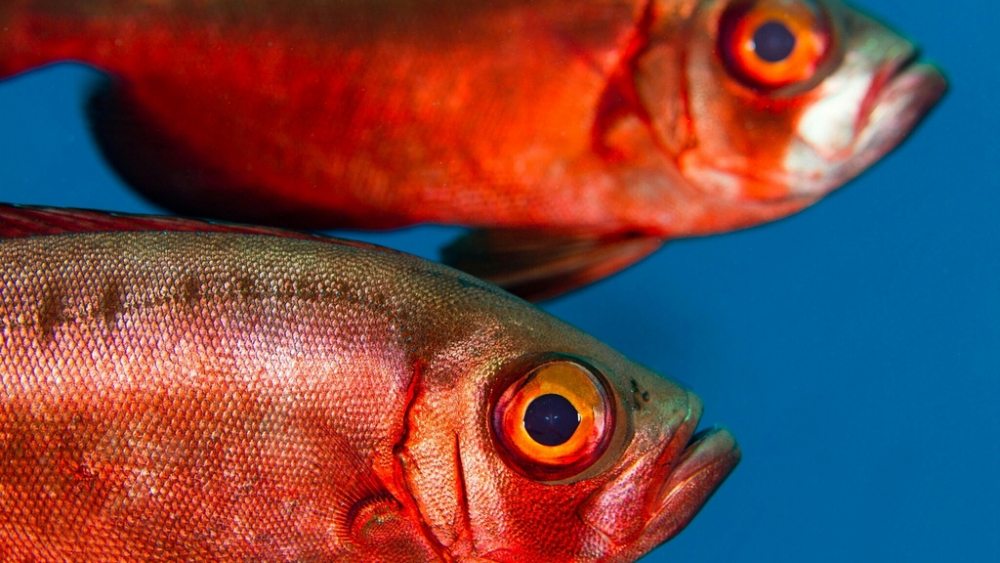 Обои мир моря (2), фото 8 Обои мир моря (2), фото 8