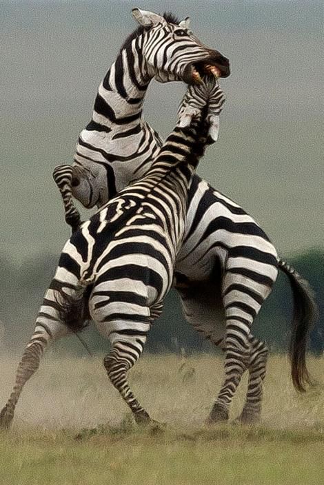 Обои в мире животных. Обои с зебрами, фото 15