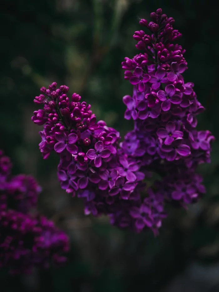 Обои с сиренью , фото 30