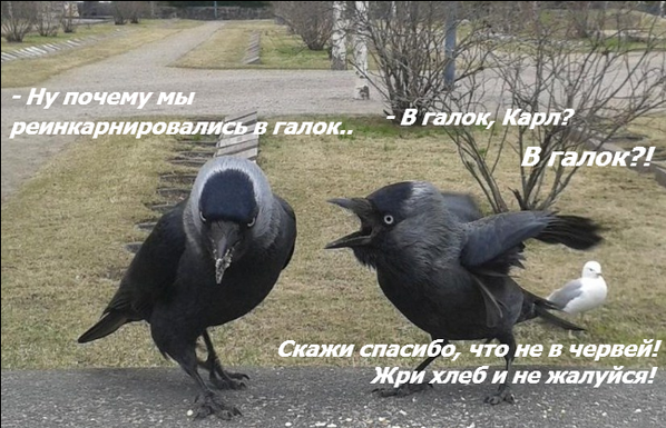 Смешные и познавательные картинки., фото 17