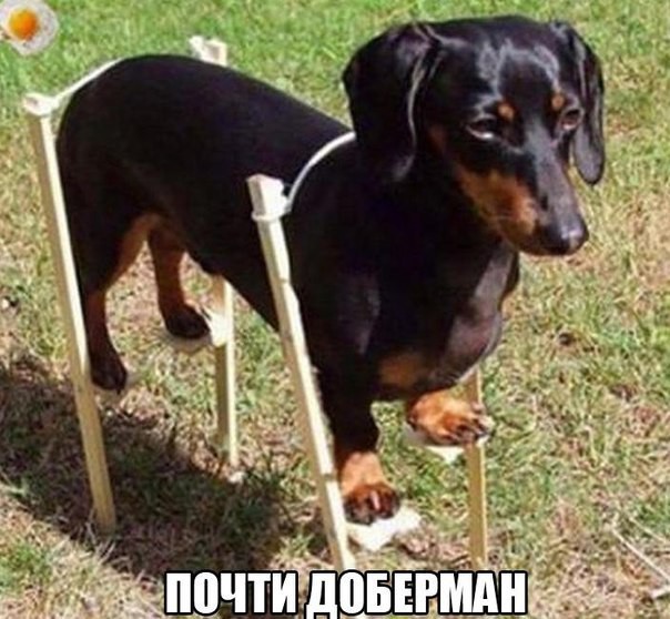 Смешные и познавательные картинки., фото 42