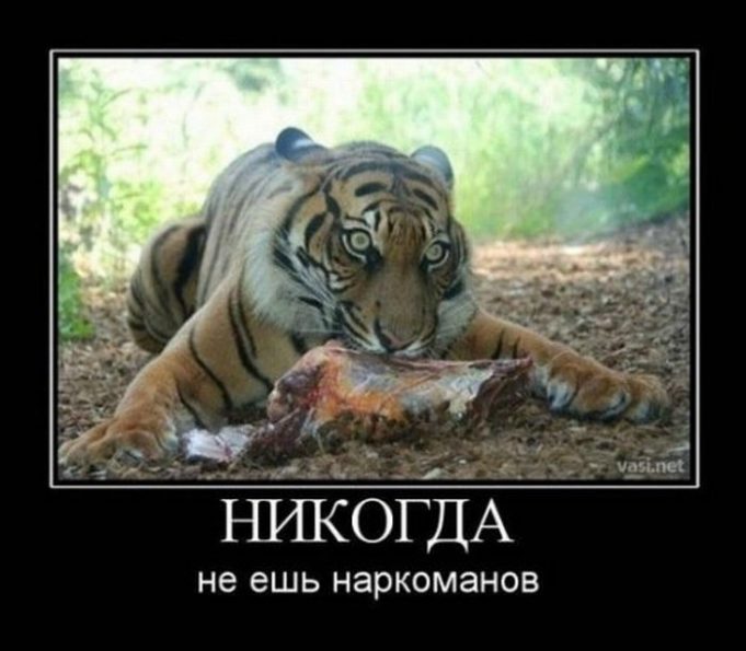 Смешные и познавательные картинки., фото 41