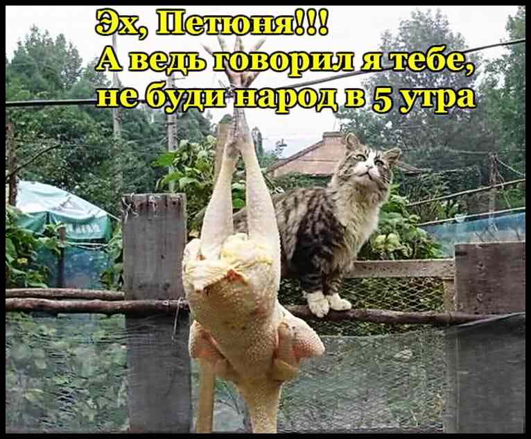 Смешные и познавательные картинки., фото 23